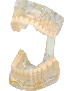 Studienmodell transparent St