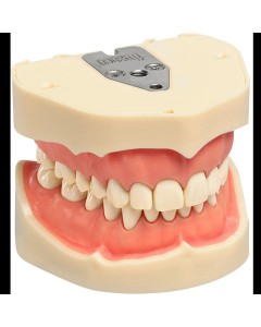 Dentalmodell OK/UK St